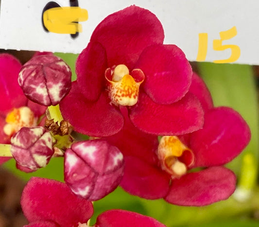 C15 Sarcochilus Magic 'Bute'