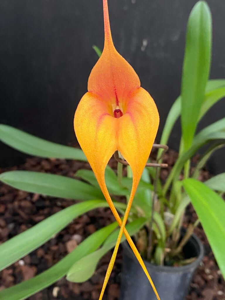 Masdevallia Curacao 'Classic' AM/AOC