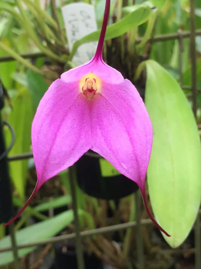 Masdevallia Jubilee 'Beenak' AM/RHS