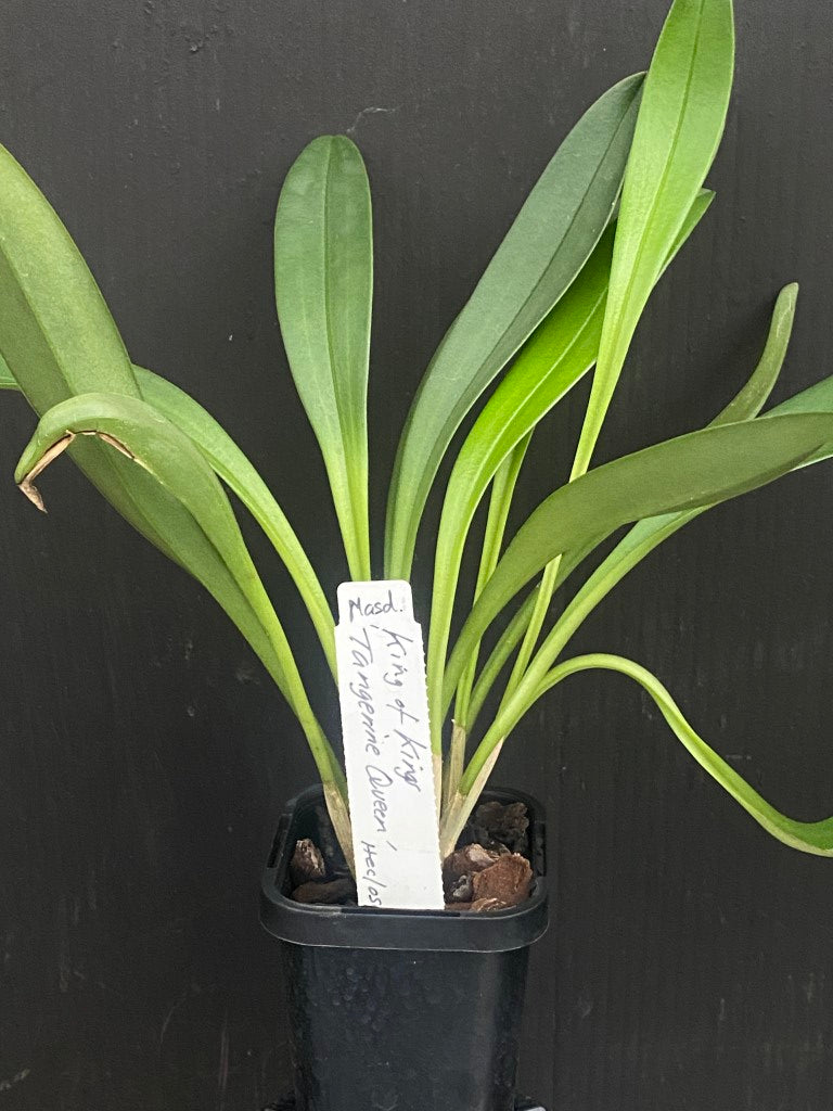 Masdevallia King of Kings 'Tangerine Queen' HCC/OSCOV