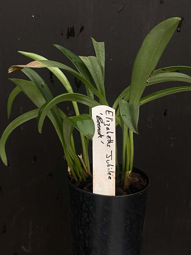 Masdevallia Jubilee 'Beenak' AM/RHS