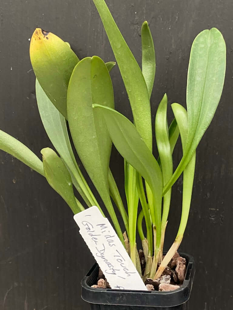 Masdevallia Midas Touch 'Golden Dynasty' FCC/AOC