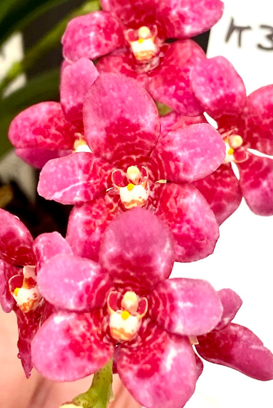Sarcochilus Maria 'Brendan's Choice'