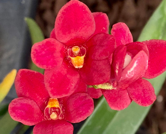 Sarcochilus Ignia 'Red Hot' V.G