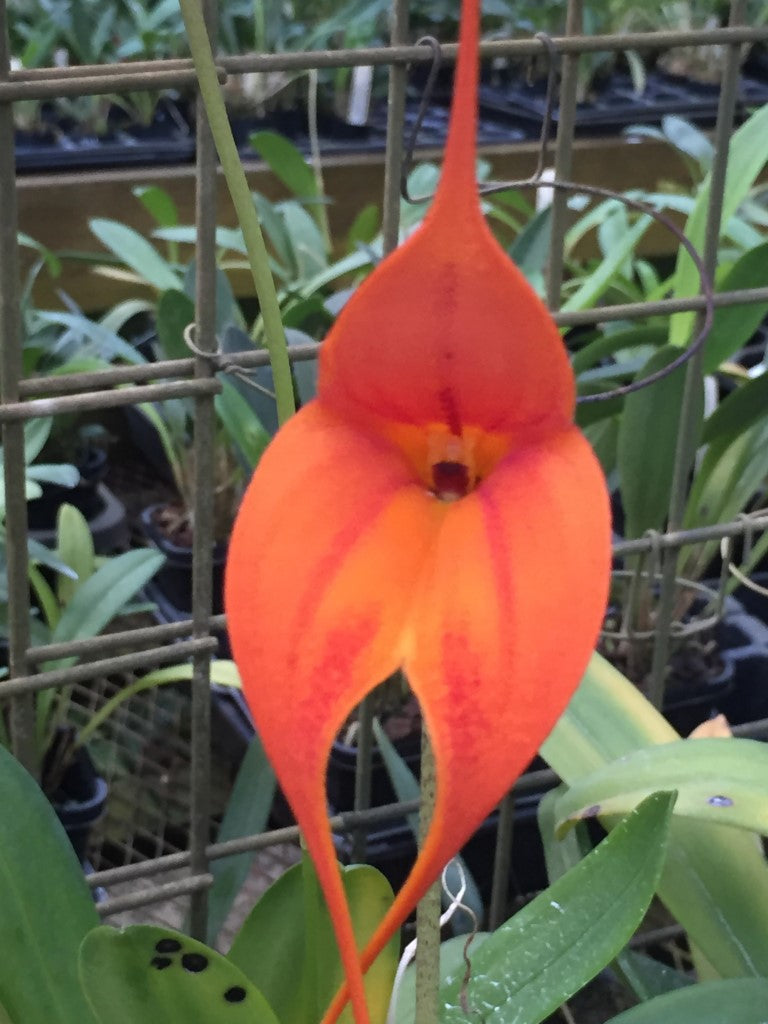 Masdevallia King Falcon 'Beenak' AM/AOC