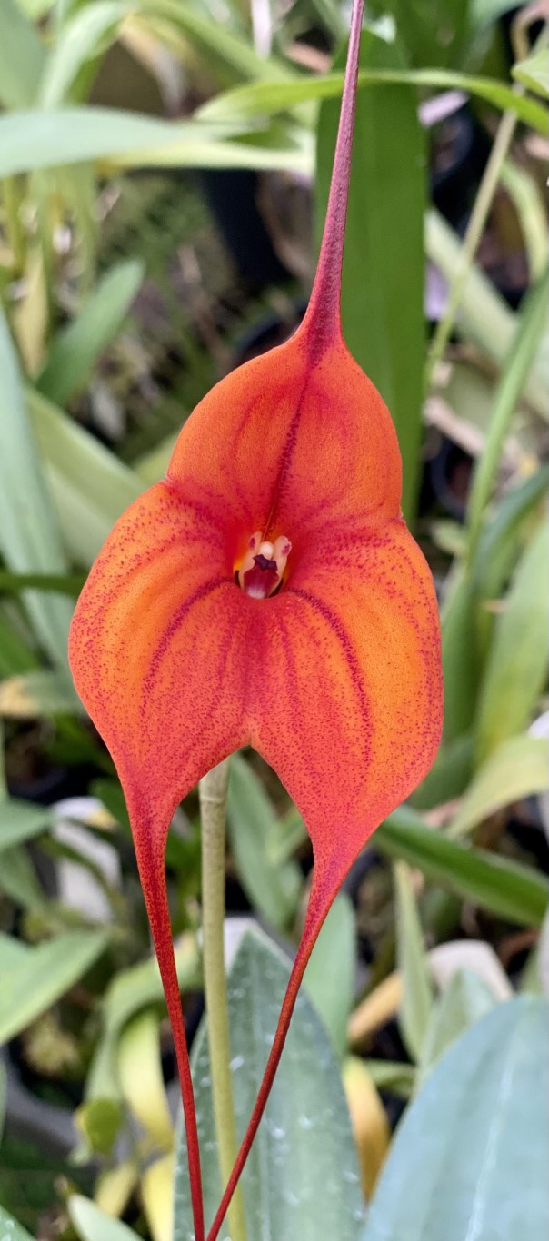 Masdevallia King of Kings 'Tangerine Queen' HCC/OSCOV