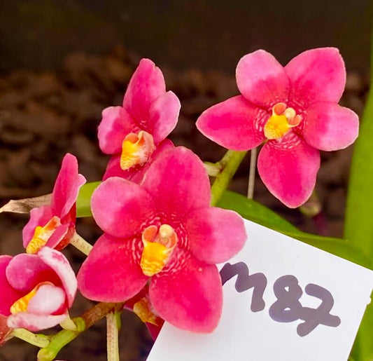M87 Sarcochilus Maria's Child 'Glowing'
