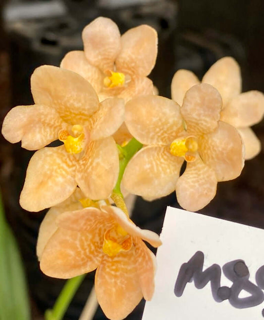M89 Sarcochilus (Marley x Heidi-Ho))