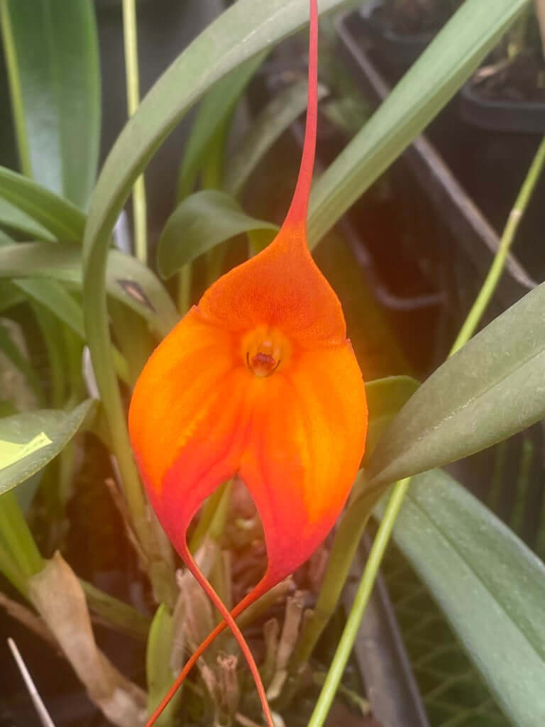 Masdevallia Midas Touch 'Golden Dynasty' FCC/AOC