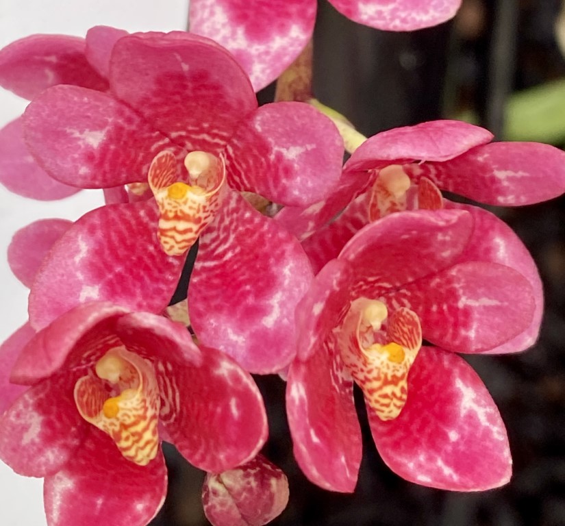 2035 Sarcochilus Burgundy On Ice 'Harcourt' HCC/AOC x Elegance 'Super Pink'