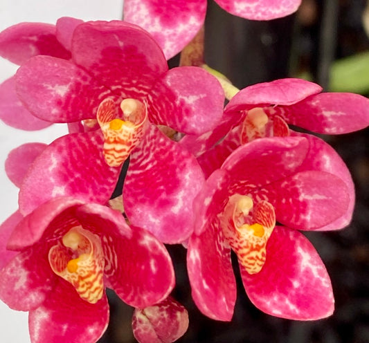 2035 Sarcochilus Burgundy On Ice 'Harcourt' HCC/AOC x Elegance 'Super Pink'