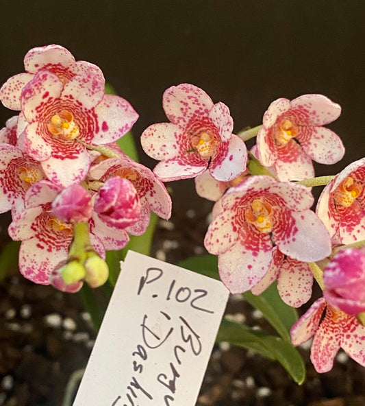 P102 Sarcochilus Burgundy On Ice 'Dashing'