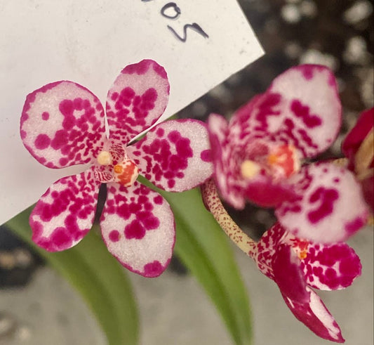 P105 Sarcochilus Maria's Child 'Pretty Good'