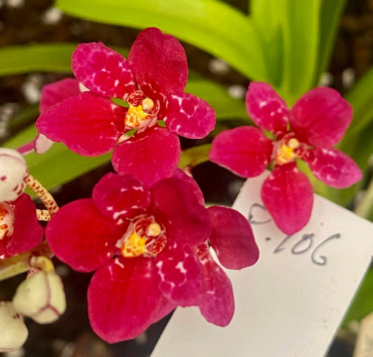 P106 Sarcochilus Karla 'Deep Pink'