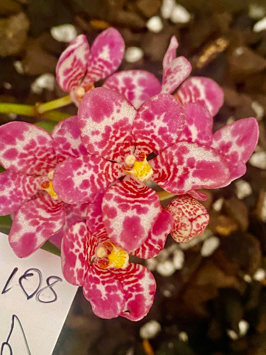 P108 Sarcochilus Lorikeet 'Pink Sparkle'