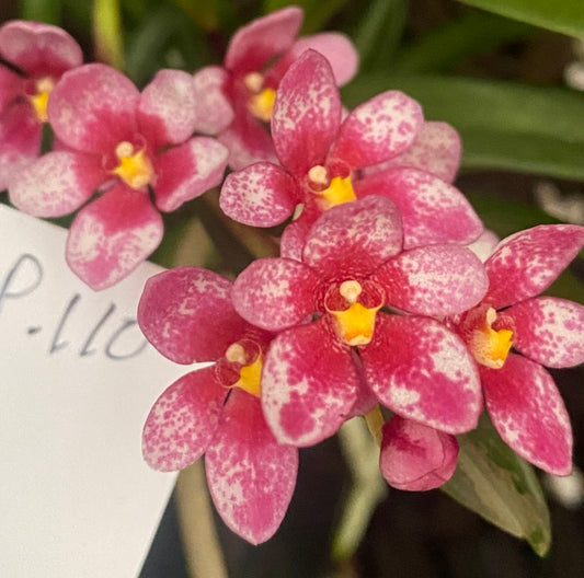 P110 Sarcochilus Blanche 'Sweety'