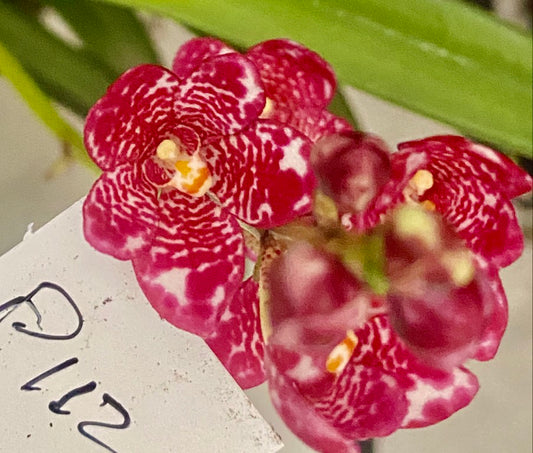 P112 Sarcochilus Sparkling Rose 'Pops'