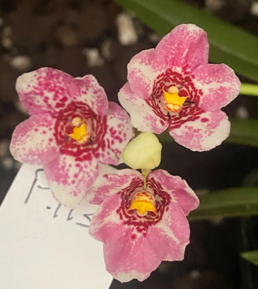 P113 Sarcochilus Splendid Dove 'Superb'