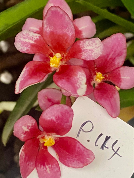 P114 Sarcochilus (Rebecca x Nugget)