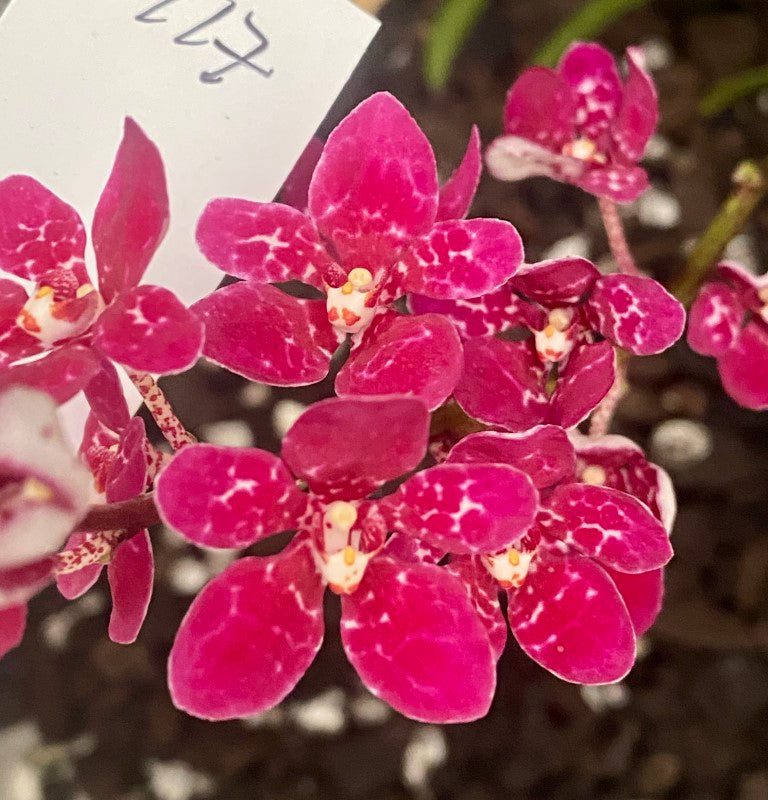 P117 Sarcochilus Maria 'My Fair Lady'