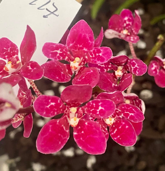 P117 Sarcochilus Maria 'My Fair Lady'