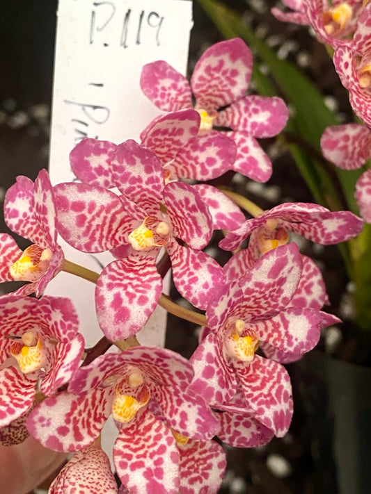 P119 Sarcochilus (Gabrielle x Geraldine) 'Pink Fever'