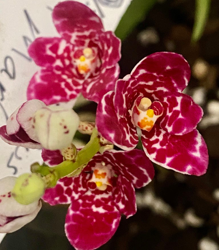 P120 Sarcochilus Berrylicious 'Marble'
