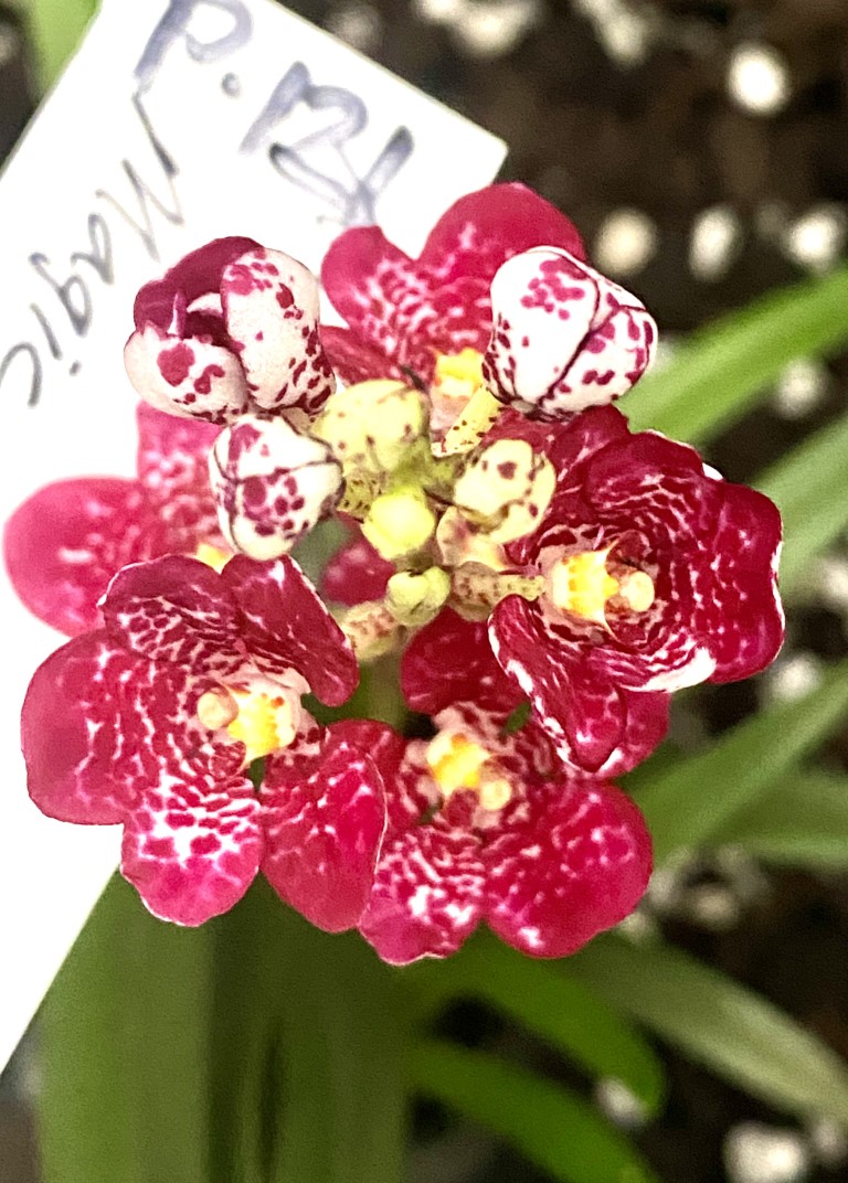 P121 Sarcochilus (Nelligen x Magic)