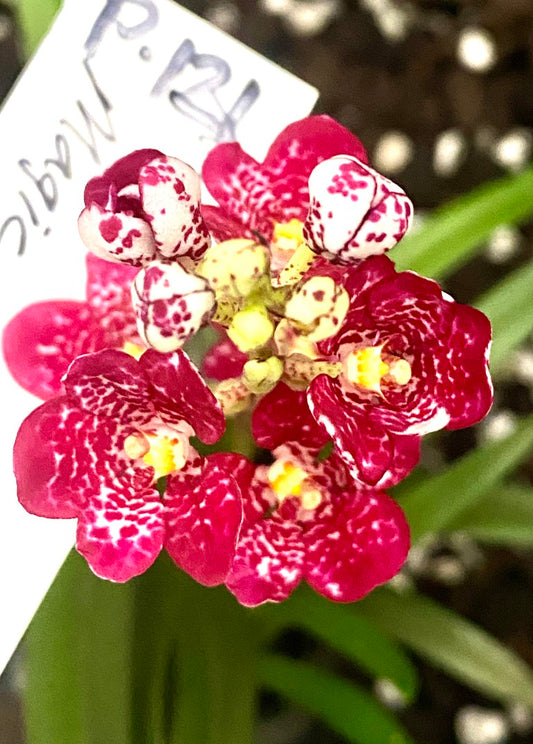 P121 Sarcochilus (Nelligen x Magic)