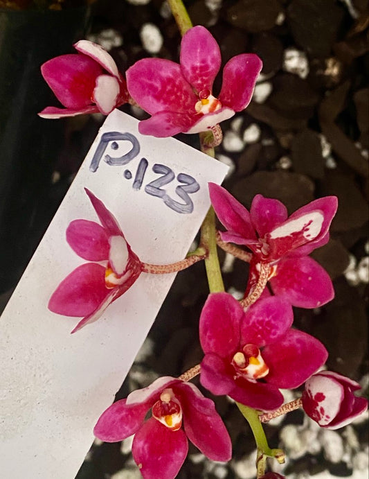 P123 Sarcochilus Berry 'Pink'