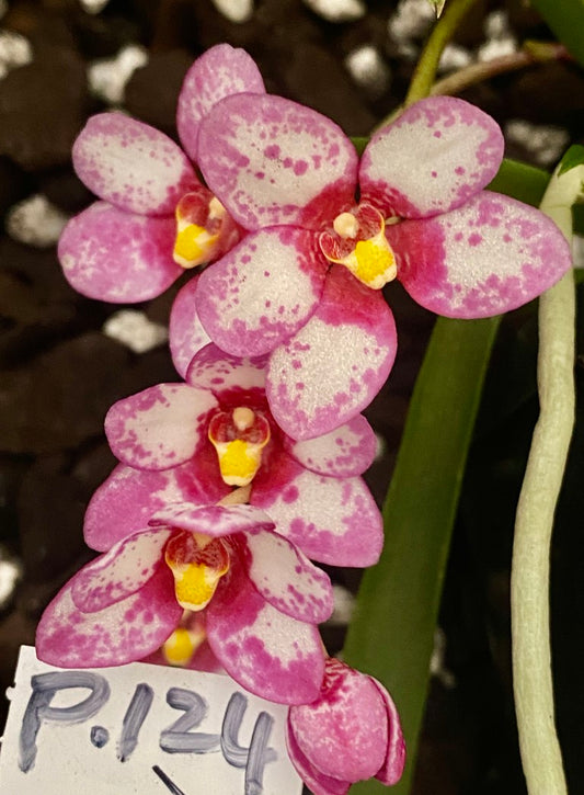 P124 Sarcochilus Maria's Child 'Pink Special'