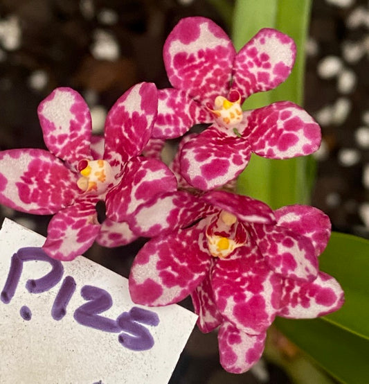 P125 Sarcochilus Bubbly '#1'