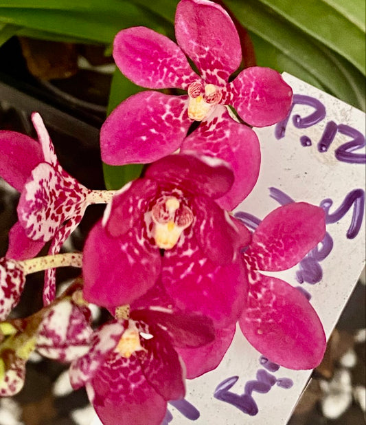 P126 Sarcochilus Sparkling Rose 'Burgundy'