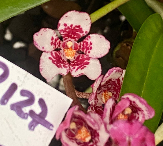 P127 Sarcochilus Pale Ale 'Pretty One'