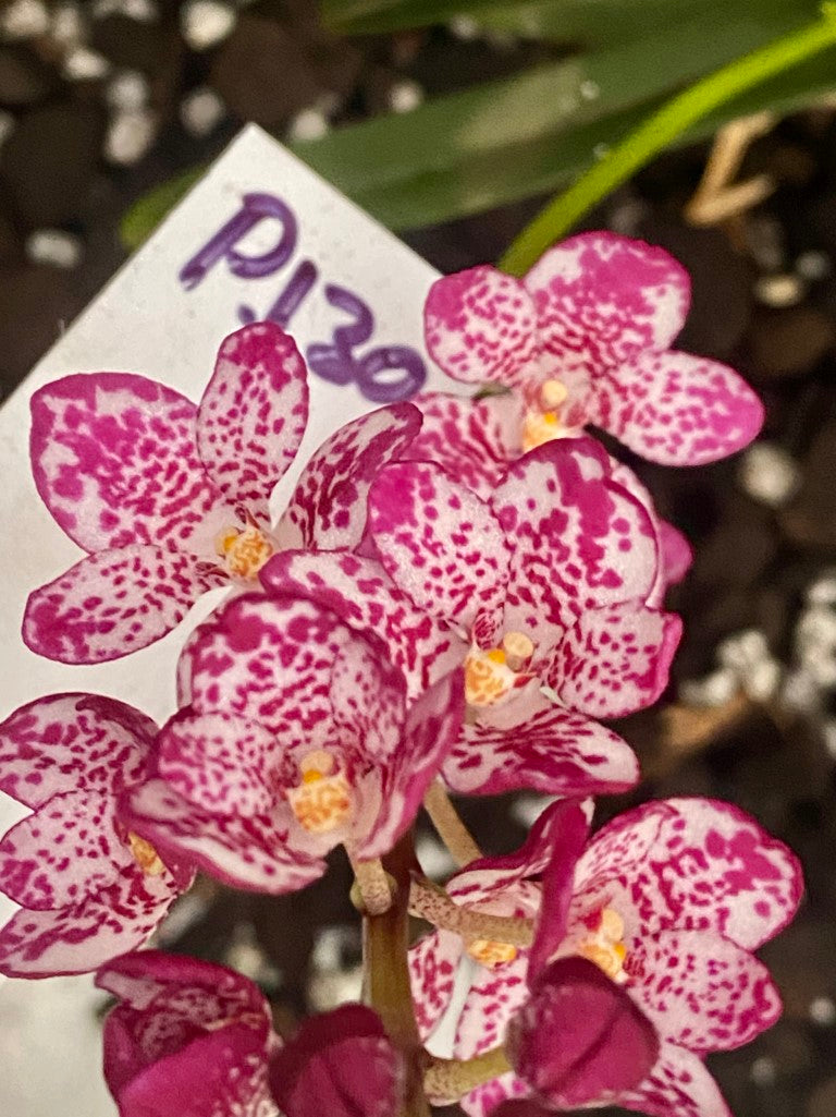 P130 Sarcochilus Maria's Fancy 'Pink Galaxy'