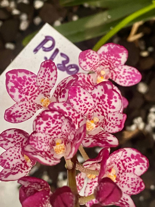 P130 Sarcochilus Maria's Fancy 'Pink Galaxy'