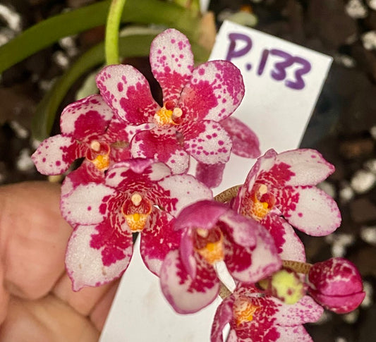 P133 Sarcochilus Splendid Dove 'Spring Flight'