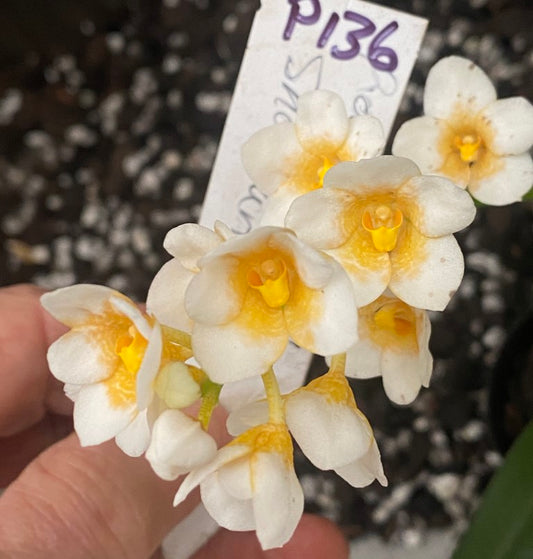 P136 Sarcochilus (Roberta x Snowhart) '#3'