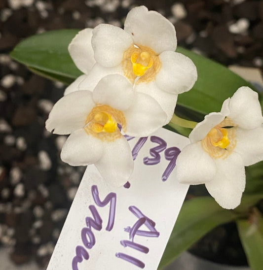 P139 Sarcochilus All Eyes 'Snowball'