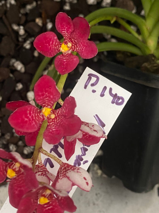 P140 Sarcochilus Maria's Fancy 'Gold Lip'