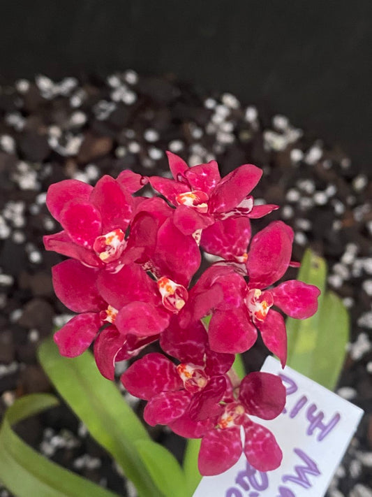 P141 Sarcochilus Maria's Fancy 'Rich Red'