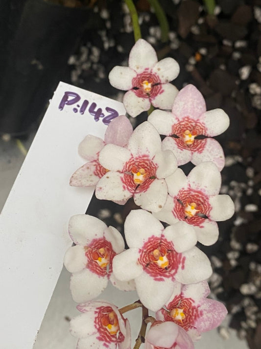 P142 Sarcochilus (DNT x George Colthrup)