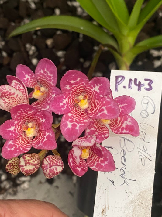 P143 Sarcochilus Gabrielle 'Beenak Pink'