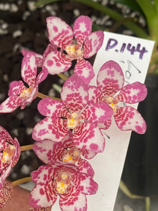 P144 Sarcochilus Lorikeet 'Glamour'