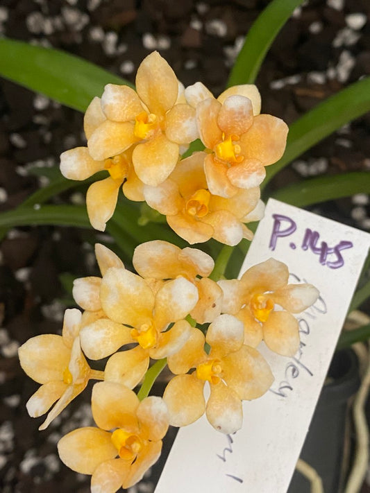 P145 Sarcochilus Marley 'Yellow Blossom'