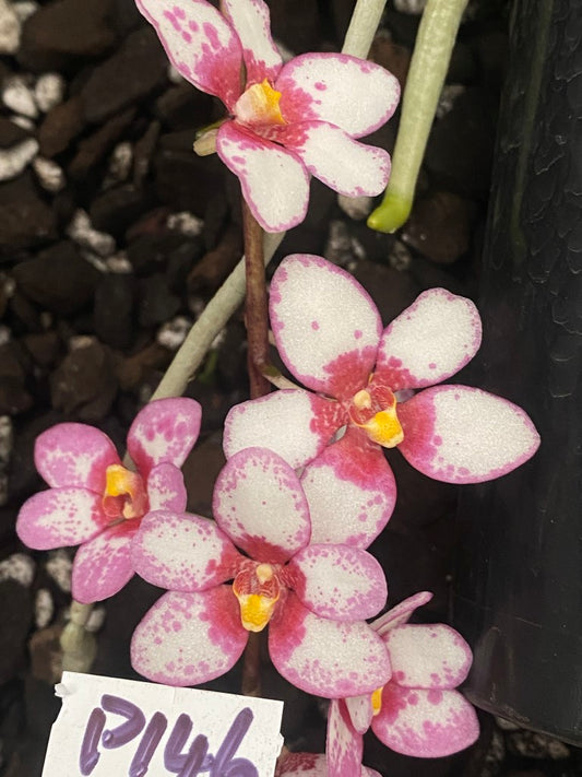 P146 Sarcochilus Burgundy On Ice 'Large'