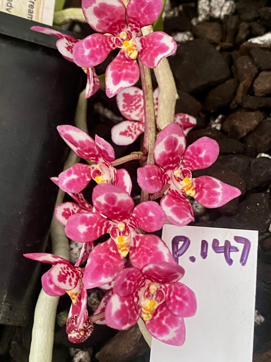 P147 Sarcochilus (Ivy Girl x Maria) 'Showy'