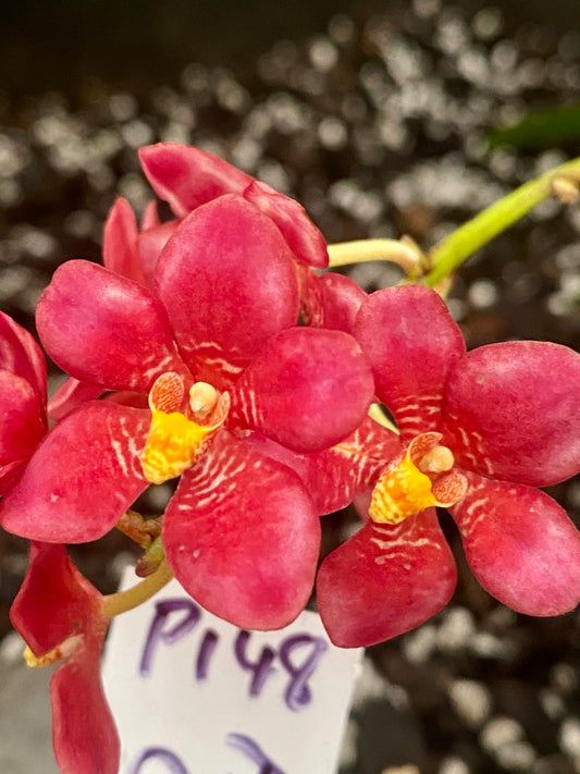 P148 Sarcochilus Alchemy 'Gold Lip'