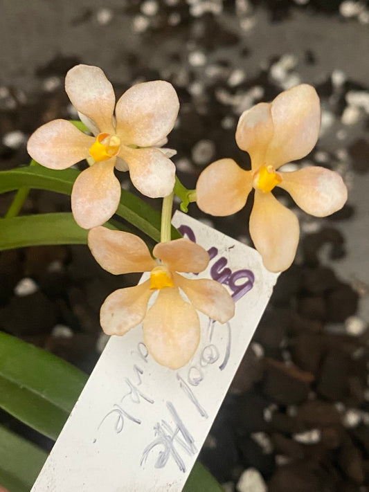 P149 Sarcochilus Cool Ale 'Sparkle'