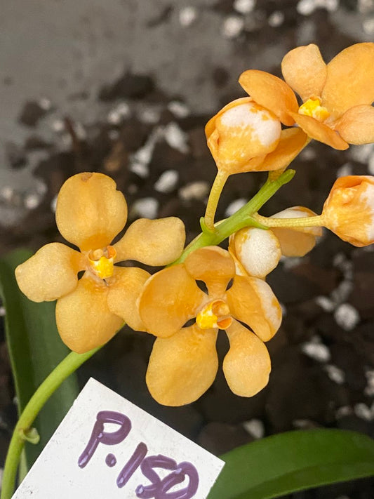 P150 Sarcochilus Amber x Kunama 'Rich Gold'